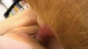 Homemade porn video featuring a lustful canine