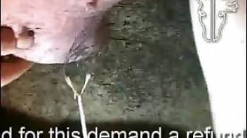Animal porn fucker cussing out a pig!