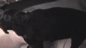 Ebony canine tongues and penetrates bare guy's rear end