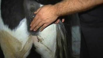 Ebony pulverized cavity of a stallion and a farmer's cock