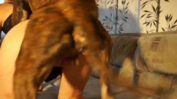 Savage disciplined hound is thrusting into her cunt