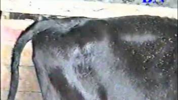 Rancher banging his juvenile heifer