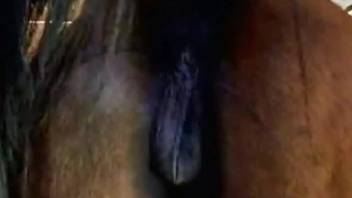 Perverted rancher screws his elderly female horse using his fist