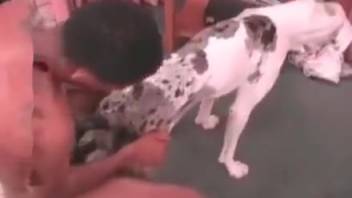 Dalmatian pup takes dick in his rear