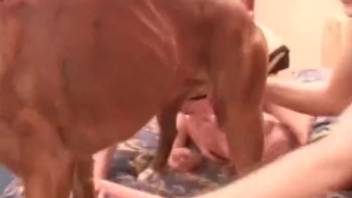 Savor the incredible doggy bestiality encounter