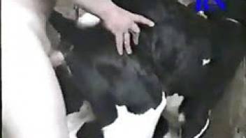 Farmer rapes a little calf
