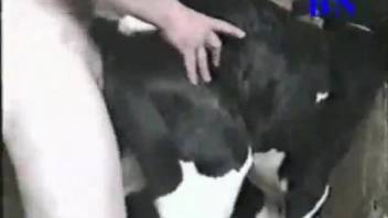 Rancher violates a young heifer