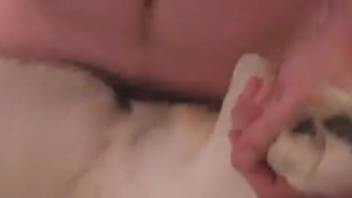 Pounds female dog with enormous cock in bestiality porn