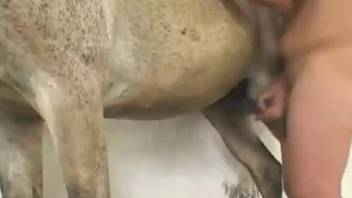 Nasty zoo lover chick is very thirsty for some nasty horse dick - she is deeply sucking it and licking its head