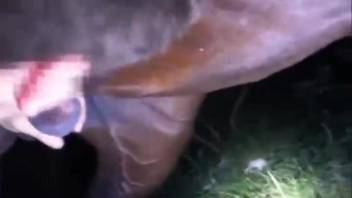 The man buffs the mare's oral cavity and tongue