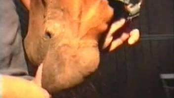 The mare adores sucking on the penis