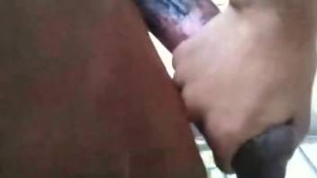 Beastly intercourse at the ranch involving an enormous stallion's penis