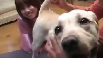 Asian dog sex featuring a crazy rimjob. Free bestiality and animal porn