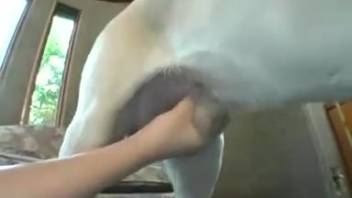 Oriental canine intercourse with semen ingestion captured on video. Complimentary zoophilia and beastly erotica