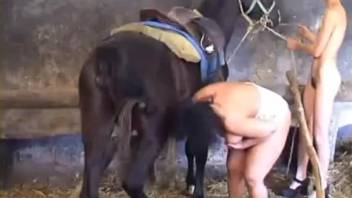 Animal sex com video with a hung stallion