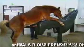 Enormous stallion penis in complimentary zoophilia video. Gratis bestiality and creature erotica