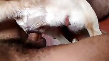 Dog cowgirl fuck in free beastiality videos. Free bestiality and animal porn