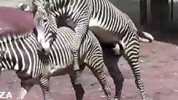 Zebras in free beastiality porn videos