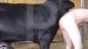 Bestiality clip featuring a homosexual rancher