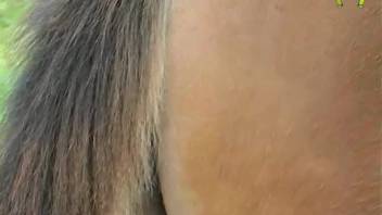 Complimentary animal sex video featuring close-up shots of female horse vagina. No-cost bestiality and zoophilia pornography