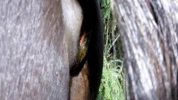 Animal sex videos - close-up horse pooping. Complimentary beastiality and zoo erotica