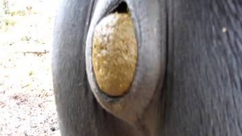 Animal sex clip centered on actual horse manure. No-cost zoophilia and creature erotica