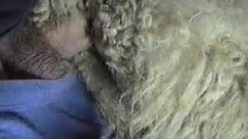 Complimentary zoophilia featuring an alluring ewe. No-cost bestiality and creature pornography