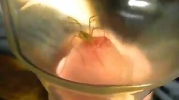Bestiality videos with a horny spider. Free bestiality and animal porn