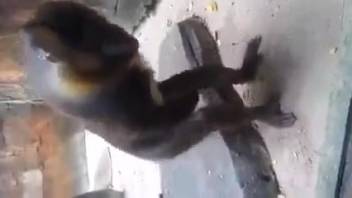 Animal sex clip depicting a self-stimulating primate. No-cost zoophilia and beast erotica
