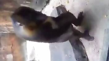 Beastiality video showing a masturbating ape. Free bestiality and animal porn