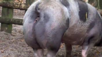 Zoophilia videos showcasing an incredibly alluring sow. Complimentary beast and animal sex content