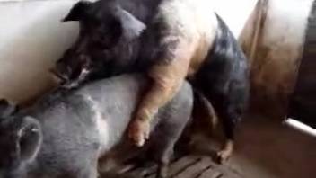 Animal sex clip depicting two pigs copulating. Complimentary zoophilia and beast porn