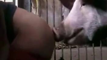 Complimentary bestiality films involving pigs
