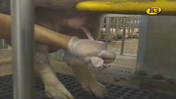 Zoophilia video depicting pig masturbation. Complimentary animal sex and bestiality content