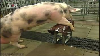 Complimentary bestiality clips featuring promiscuous sows. No-cost zoophilia and creature erotica