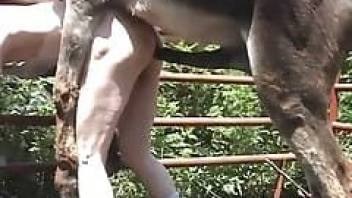 Man having sex with horse at the farm