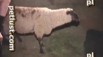 Ranch animal sex XXX featuring a ewe