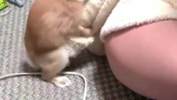 Wild crazy exotic bunny adult video frenzy