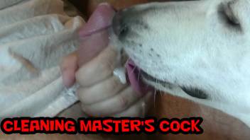 big dog licks cum from an excited cock host