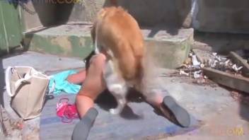 Large canine tongues female's genitals and pounds her quickly