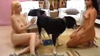 Dog sex tube video with two horny chicks