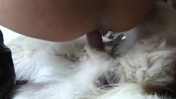 Complimentary bestiality videos featuring enjoyable encounters