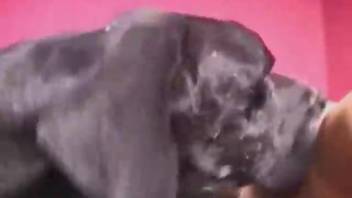 Slim woman relishes oral pleasure with a canine