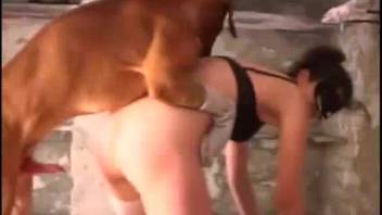 Sexy woman relishes real dog sex action