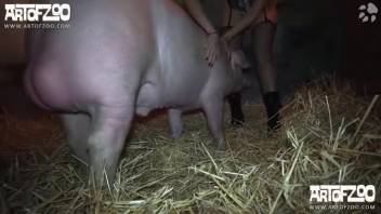 Swine starring in bestiality adult film
