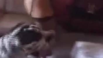 Hot chick is fucking with her doggy