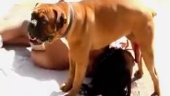 Canine cock in a snug lady's pussy looks hot