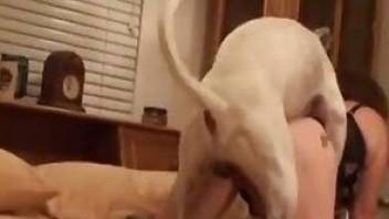 Small dog fucked a nice female from behind