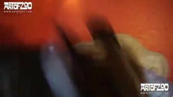 Ferocious canine penetrating female on webcam. Complimentary zoophilia and beastly erotica