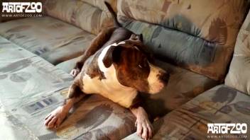 Amateur older woman engages in intercourse with a dog. Free zoophilia and beast erotica.